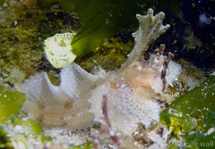 Nautichthys oculofasciatus