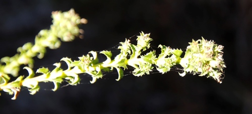 Image of Roella amplexicaulis by (c) Tony Rebelo, some rights reserved (CC BY-SA)