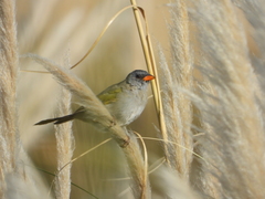 Embernagra platensis