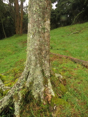 Zinowiewia australis