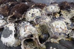 Magallana angulata