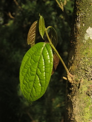 Ocotea pedicellata