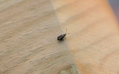 Phyllotreta striolata