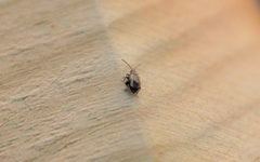 Phyllotreta striolata