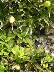 Syntrichia pagorum