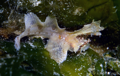 Nautichthys oculofasciatus