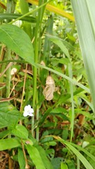 Doleschallia bisaltide