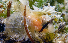 Nautichthys oculofasciatus