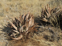 Aloe asperifolia image