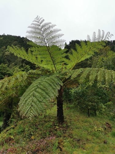 Scaly Tree Fern