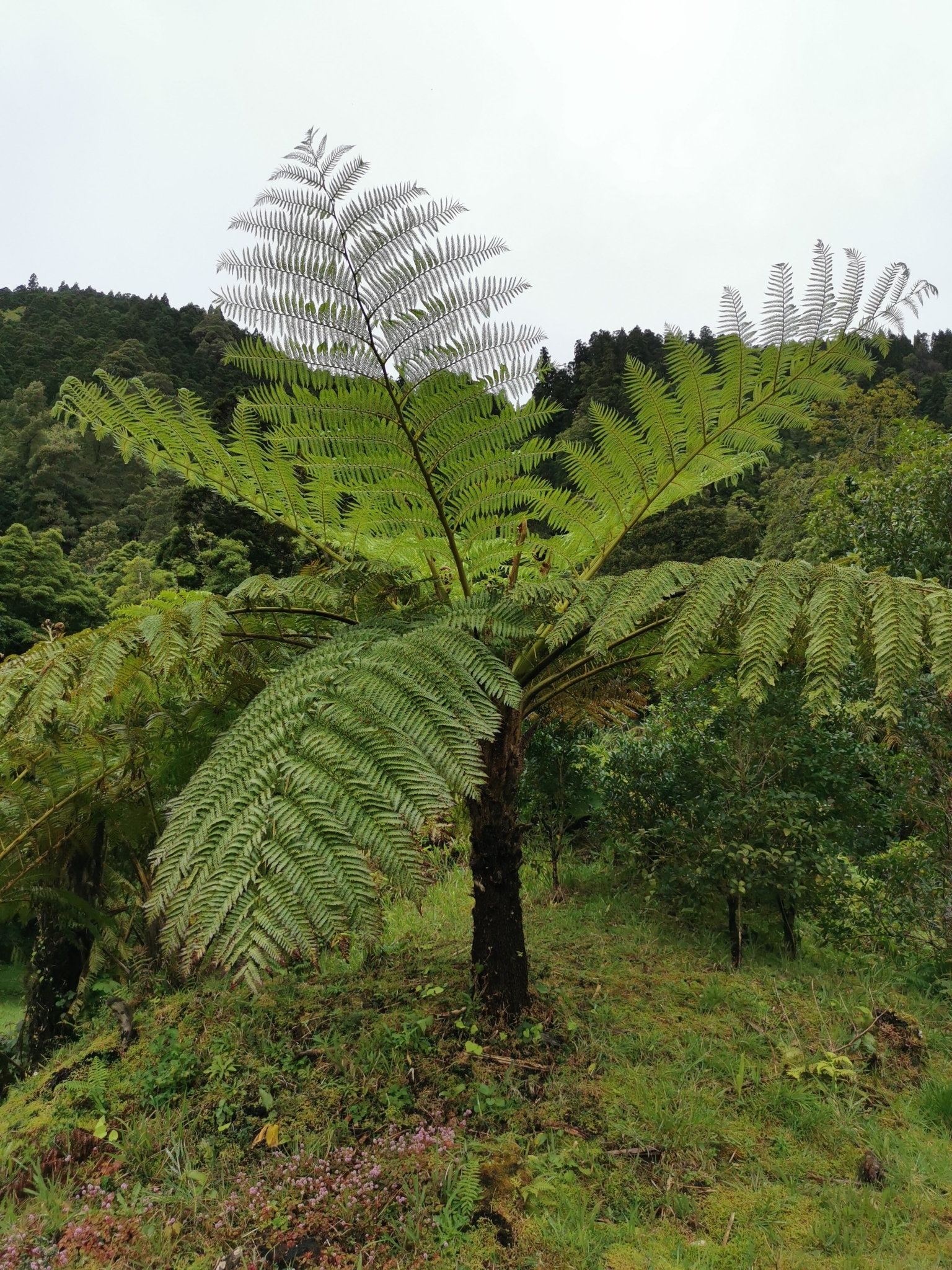 Sphaeropteris cooperi