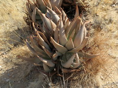 Aloe asperifolia image