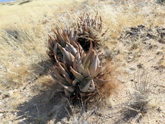 Aloe asperifolia image