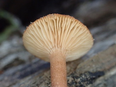 Lactarius gracilis