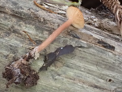 Lactarius gracilis