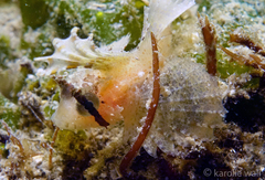 Nautichthys oculofasciatus