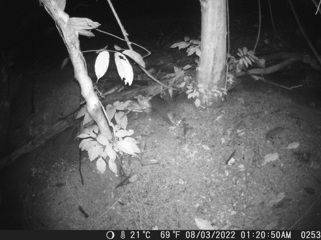 African Wading Rat