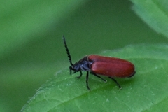 Ototretinae