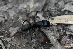 Camponotus japonicus