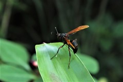 Polistes philippinensis