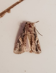 Spodoptera frugiperda