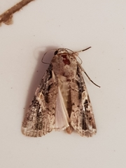Spodoptera frugiperda