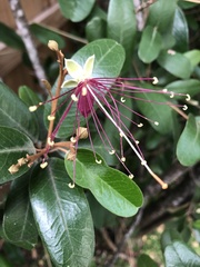 Capparis cynophallophora