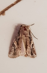 Spodoptera frugiperda