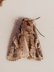 Spodoptera frugiperda