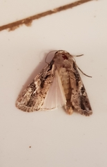 Spodoptera frugiperda