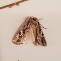 Spodoptera frugiperda