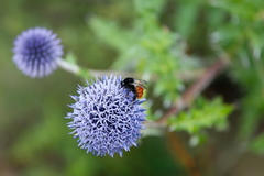 Bombus pyrosoma