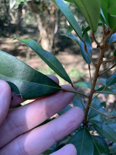 Zulu coshwood (Cola greenwayi)