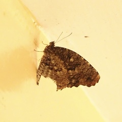 Elymnias nesaea