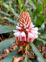 Alpinia sessiliflora