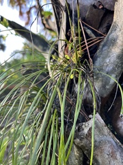 Vittaria lineata image