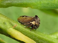 Centrotus