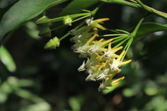 Hoya multiflora
