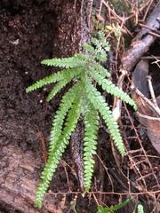 Gleichenia rupestris