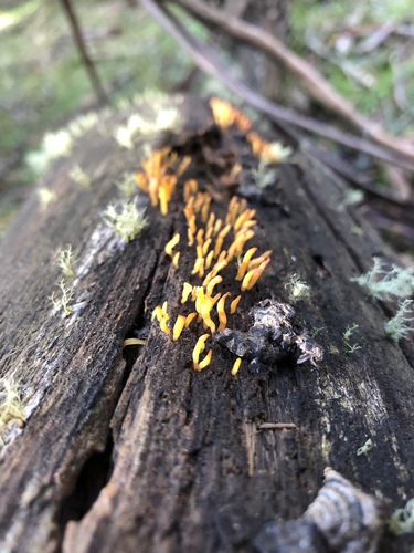 Calocera sinensis image