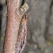 Stenosmylus stenopterus - Photo (c) Reiner Richter, some rights reserved (CC BY-NC-SA), uploaded by Reiner Richter