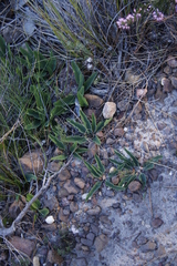 Euphorbia tuberosa