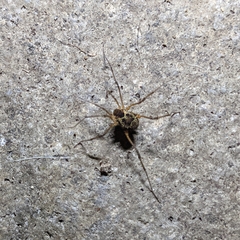 Eucynortula albipunctata