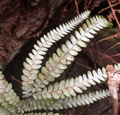 Gleichenia rupestris
