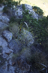 Senecio pubigerus