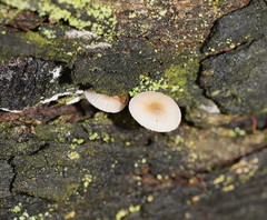 Mycena carmeliana