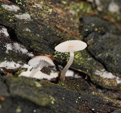 Mycena carmeliana