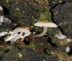 Mycena carmeliana