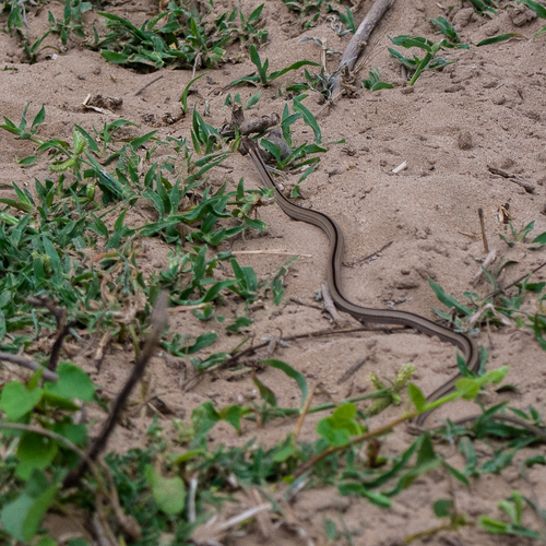 Spirit Diminutive Snake, Psomophis genimaculatus