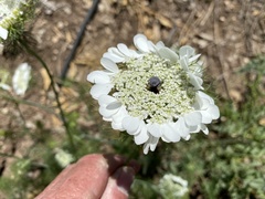 Artedia squamata